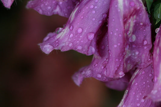 Purple Rain Drop Flowers Flower Floral Canvas Art Wall Picture Or Gloss Print