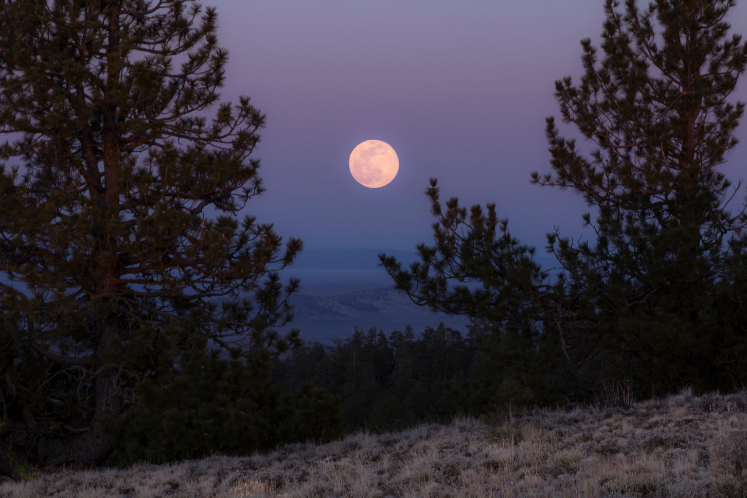 Purple Sky Full Moon Trees Canvas Art Wall Picture Or Gloss Print