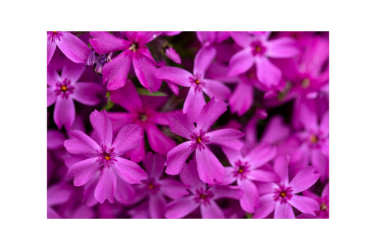 Purple Spring Flowers Floral Canvas Art Wall Picture Or Gloss Print