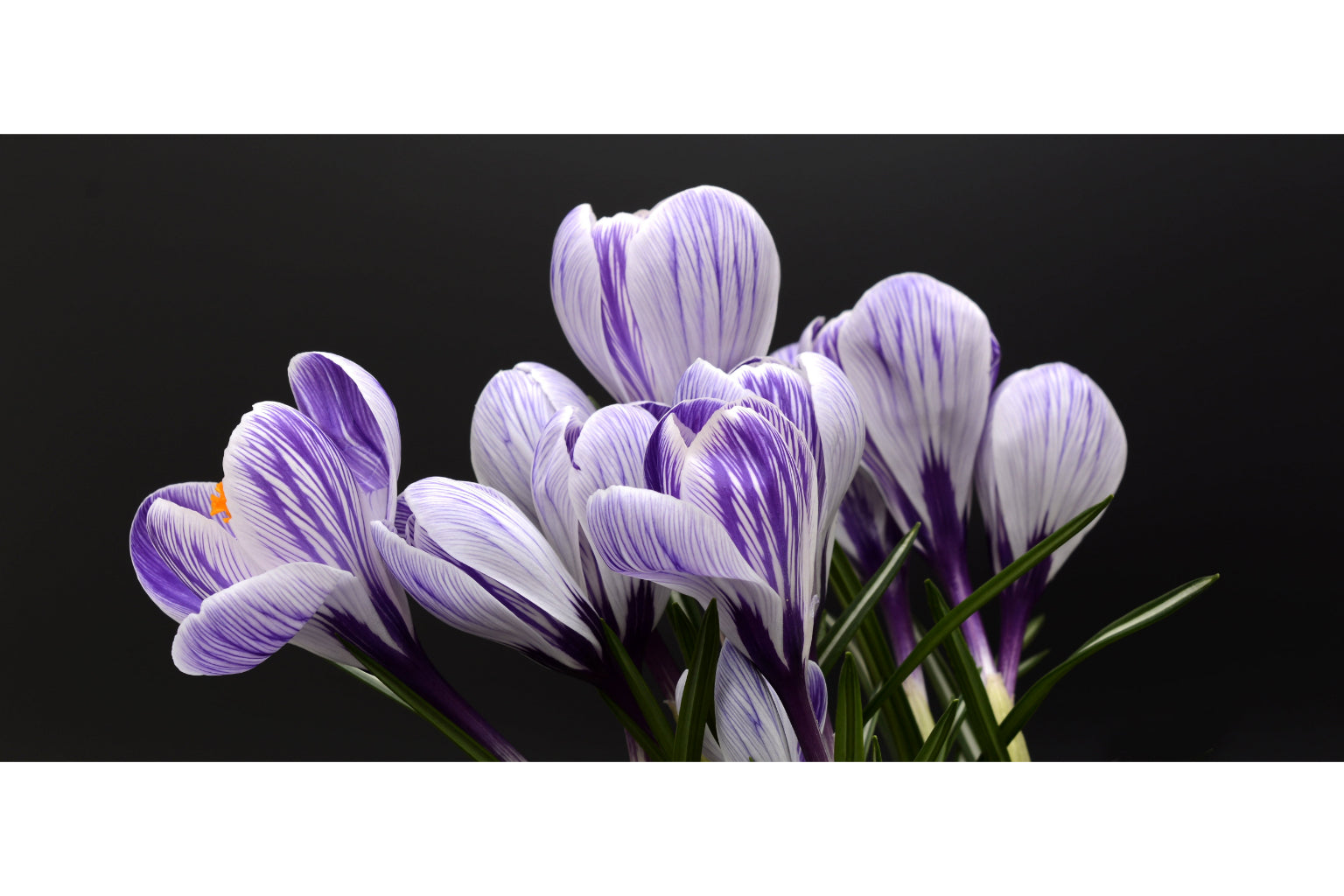 Purple Spring Flowers Flower Purple Floral Canvas Art Wall Picture Or Gloss Print