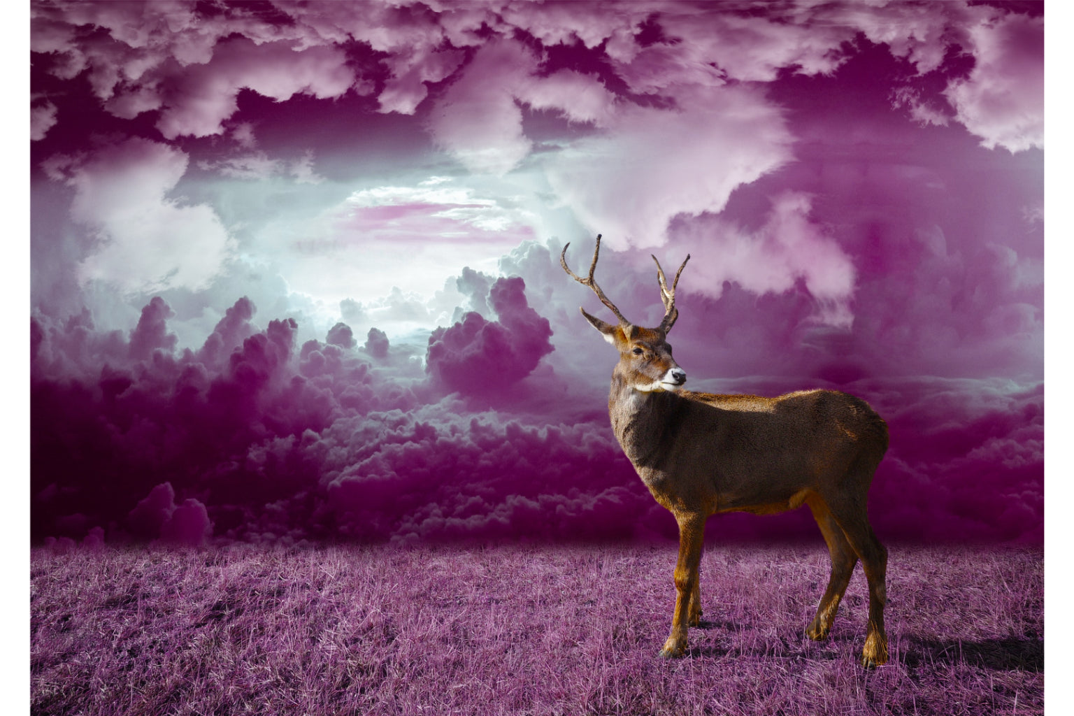 Purple Sunset Clouds Deer Animal Canvas Art Wall Picture Or Gloss Print