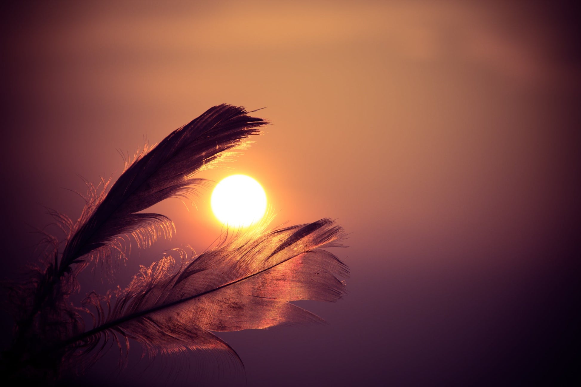 Purple Sunset Feather Canvas Art Wall Picture Or Gloss Print