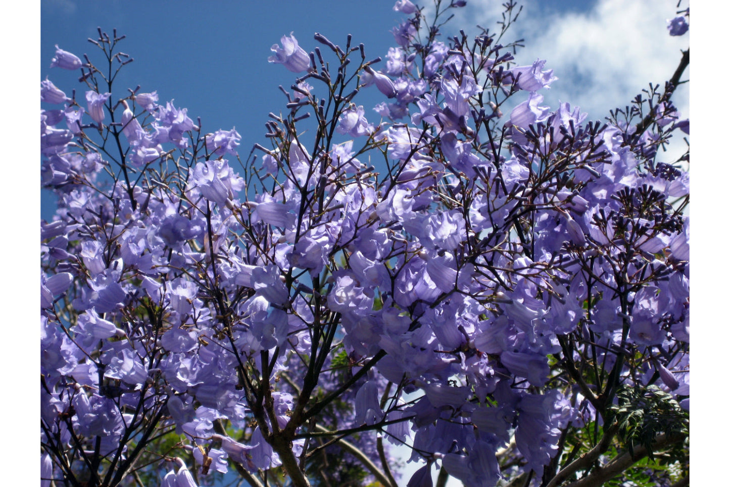 Purple Tree Blossom Flowers Floral Canvas Art Wall Picture Or Gloss Print