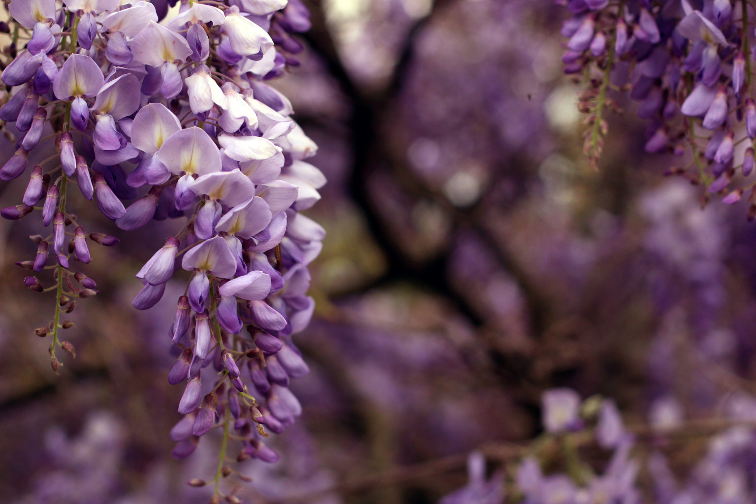 Purple Tree Flowers Canvas Art Wall Picture Or Gloss Print