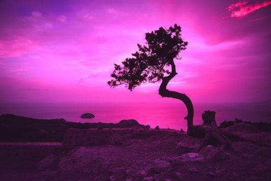 Purple Tree Sunset Sunrise Beach Sea Canvas Art Wall Picture Or Gloss Print