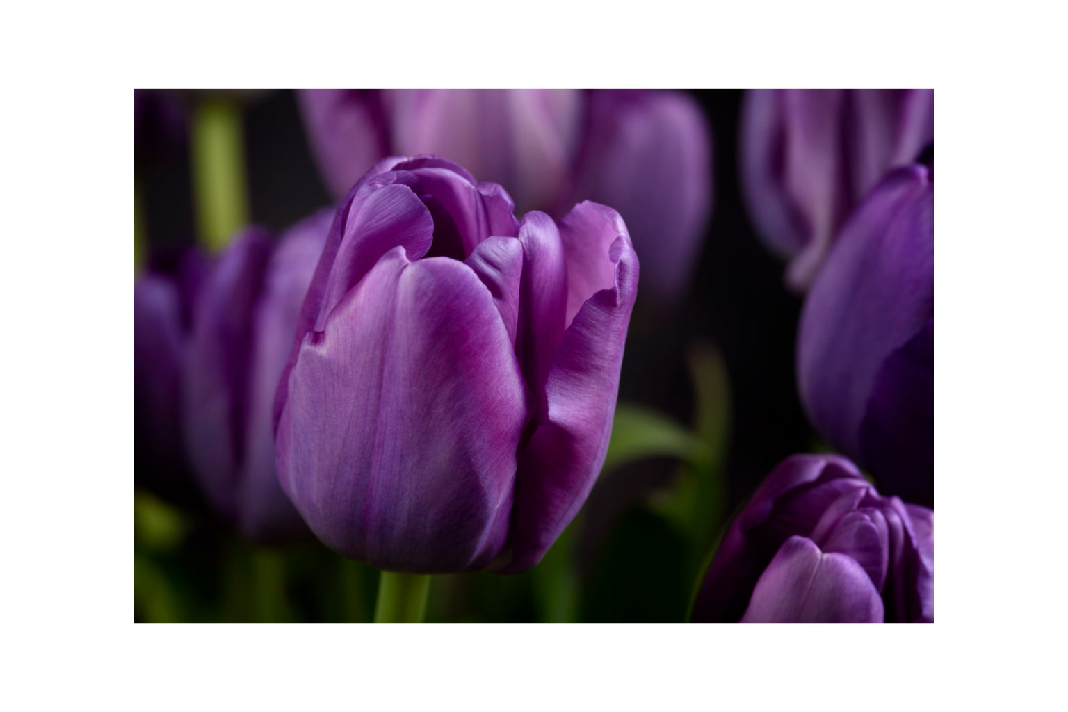 Purple Tulip Flower Floral Canvas Art Wall Picture Or Gloss Print