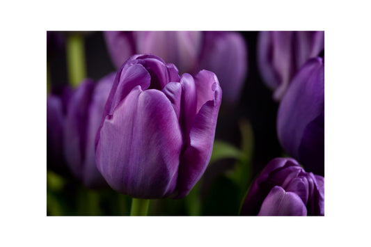 Purple Tulip Flower Floral Canvas Art Wall Picture Or Gloss Print