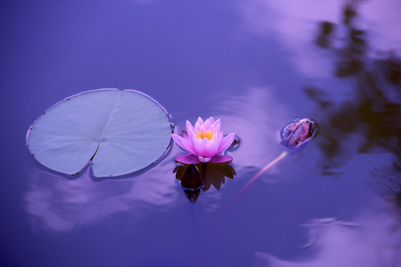 Purple Water Lilly Bloom Canvas Art Wall Picture Or Gloss Print