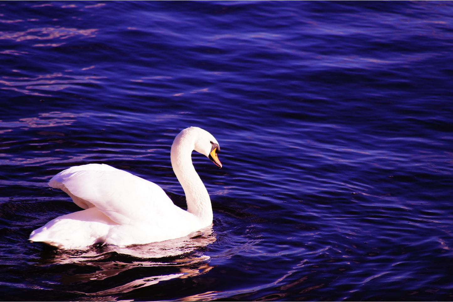 Purple Water White Swan Bird Animal Canvas Art Wall Picture Or Gloss Print