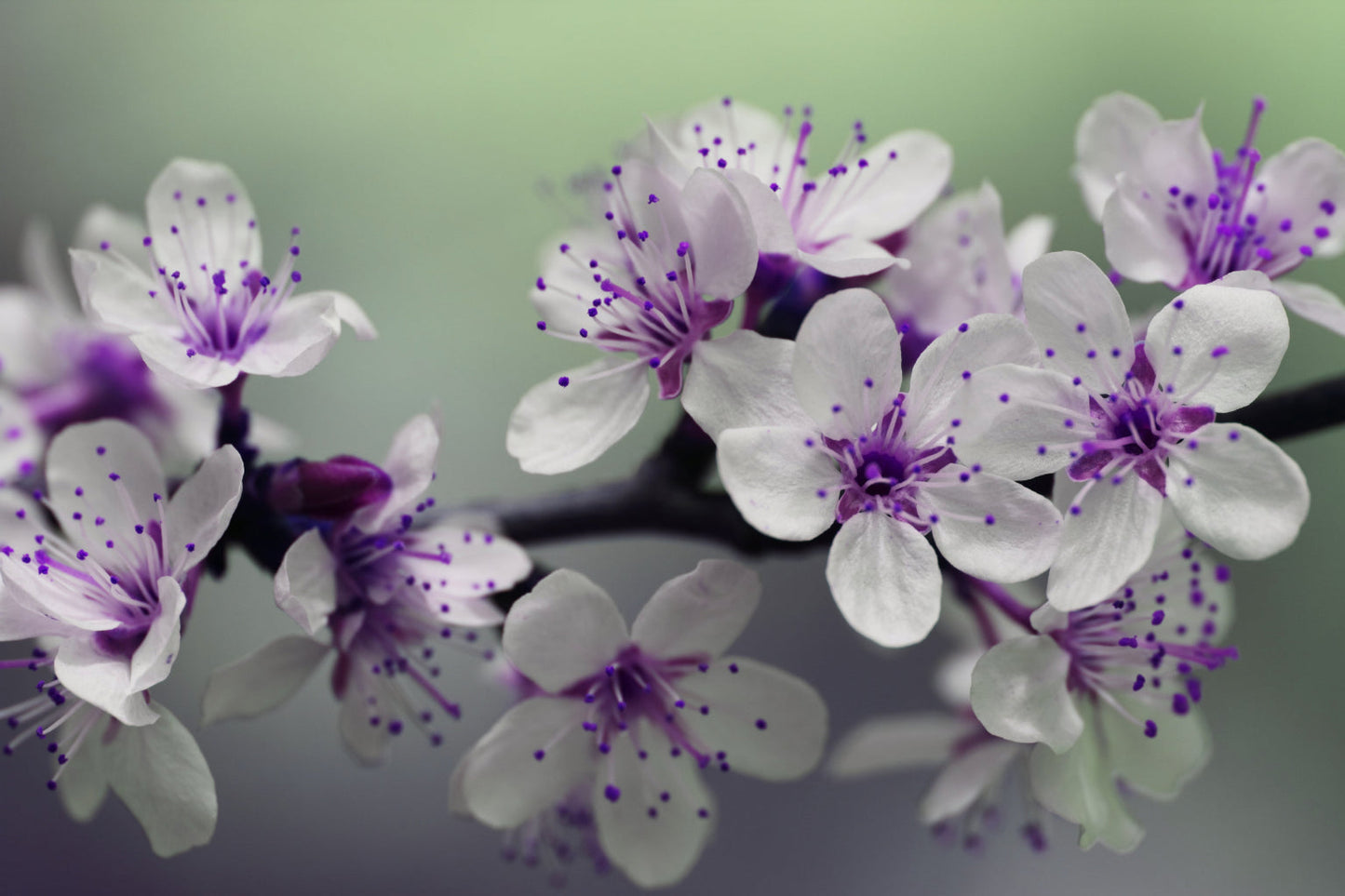 Purple White Grey Blossom Flowers Canvas Art Wall Picture Or Gloss Print