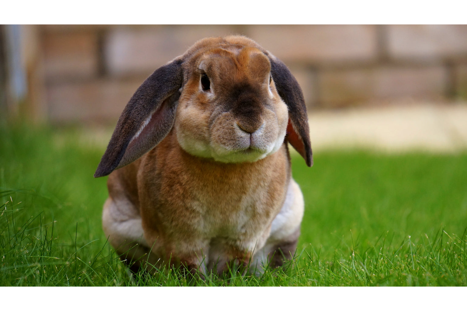 Rabbit Green Grass Animal Wildlife Canvas Art Wall Picture Or Gloss Print