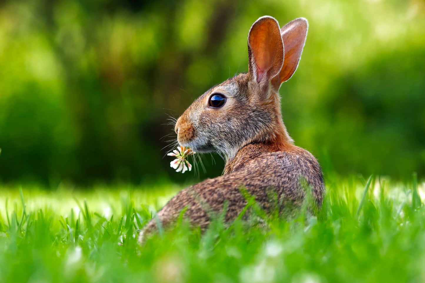 Rabbit Hare Animal Green Grass Wildlife Canvas Art Wall Picture Or Gloss Print