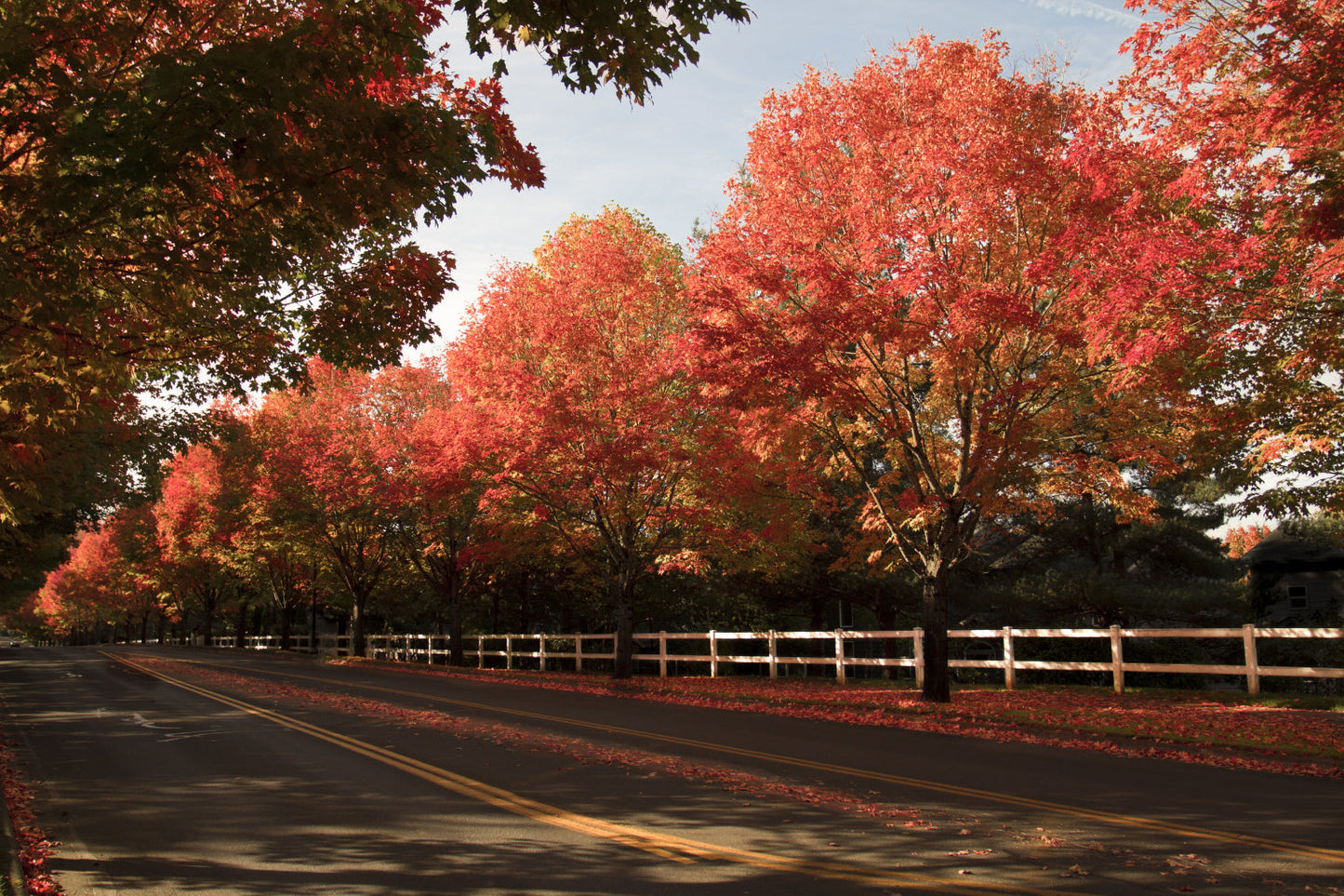 Red Autumn Maple Trees Leaves Landscape Canvas Art Wall Picture Or Gloss Print