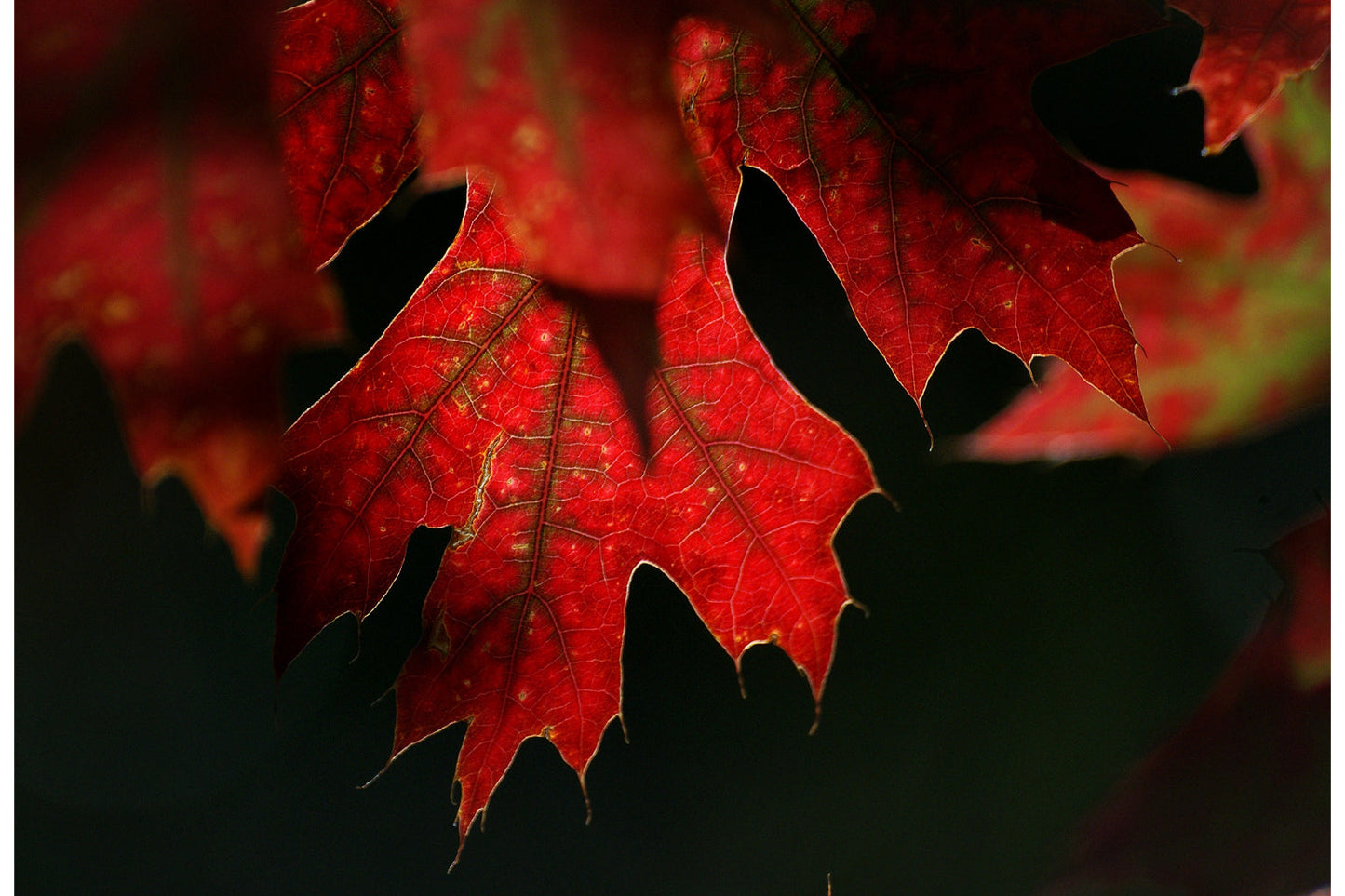 Red Autumn Tree Leaves Landscape Canvas Art Wall Picture Or Gloss Print