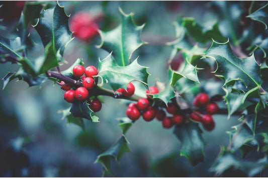 Red Berry Holly Bush Plant Flower Canvas Art Wall Picture Or Gloss Print