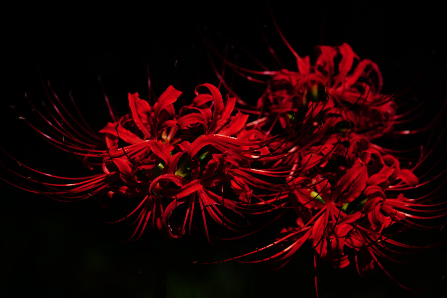 Red Black Flowers Bloom Floral Canvas Art Wall Picture Or Gloss Print