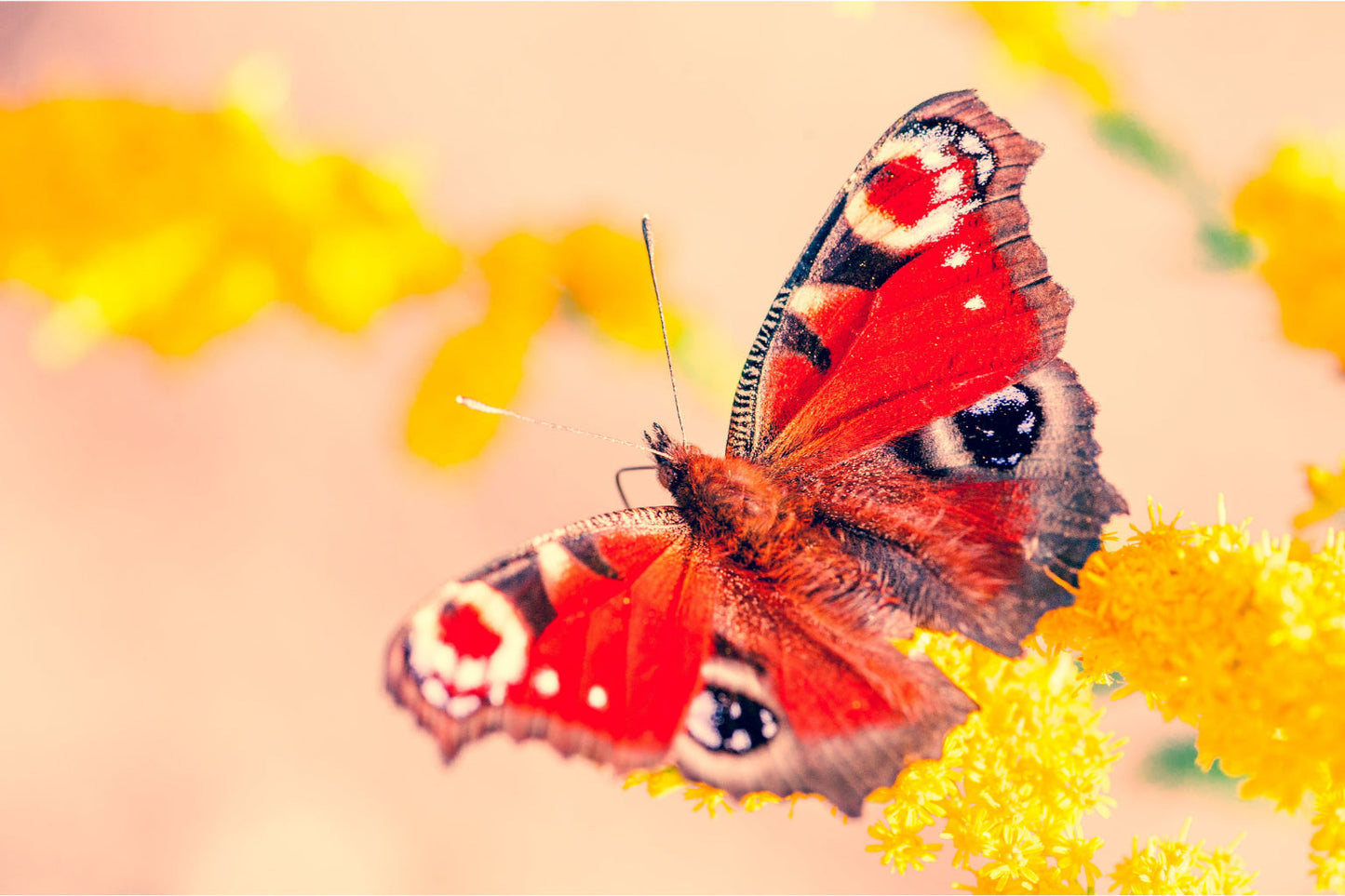 Red Butterfly Yellow Flower Wildlife Insect Canvas Art Wall Picture Or Gloss Print