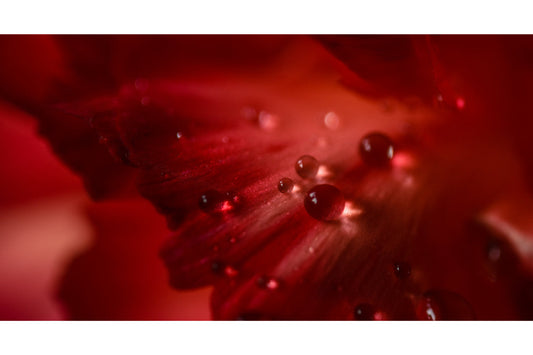 Red Flower Abstract Bubbles Canvas Art Wall Picture Or Gloss Print