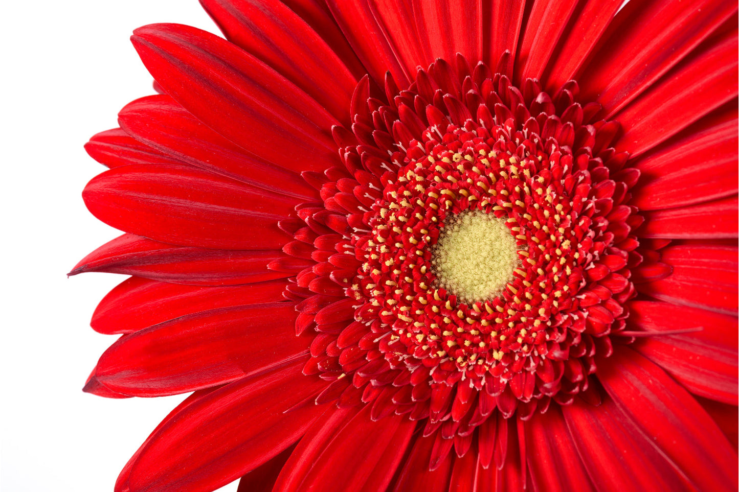 Red Flower Close Up Flowers Floral Canvas Art Wall Picture Or Gloss Print