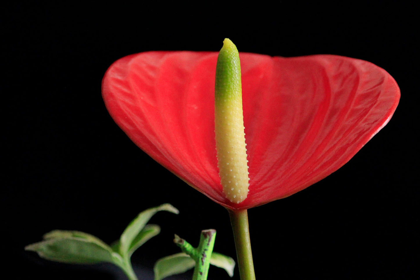 Red Flower Detail Flowers Canvas Art Wall Picture Or Gloss Print