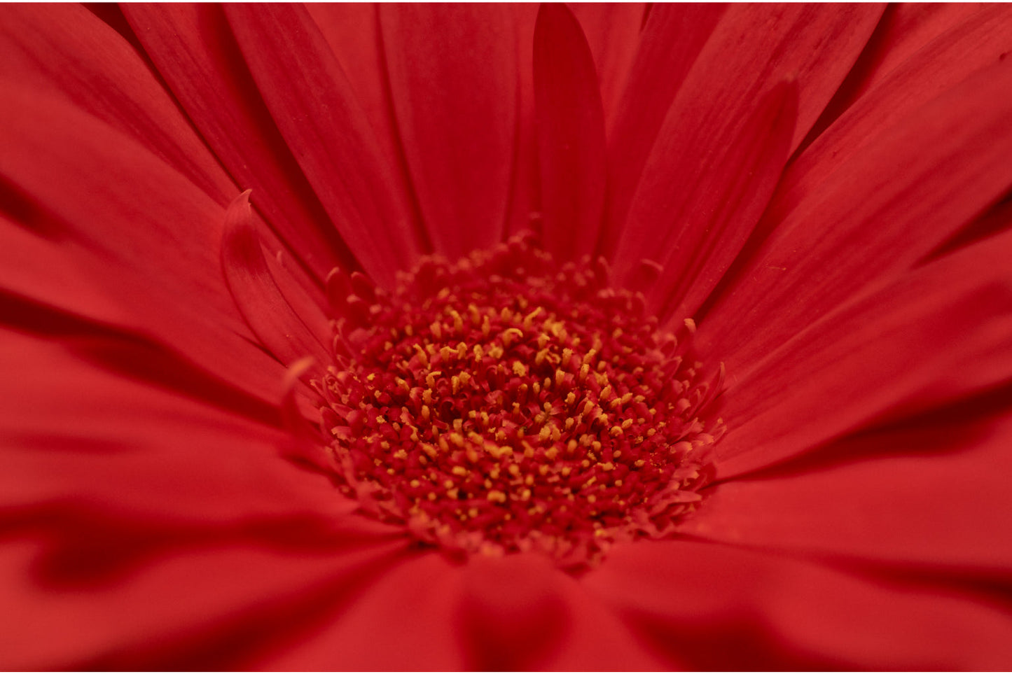 Red Flower Petals Flowers Bloom Floral Canvas Art Wall Picture Or Gloss Print