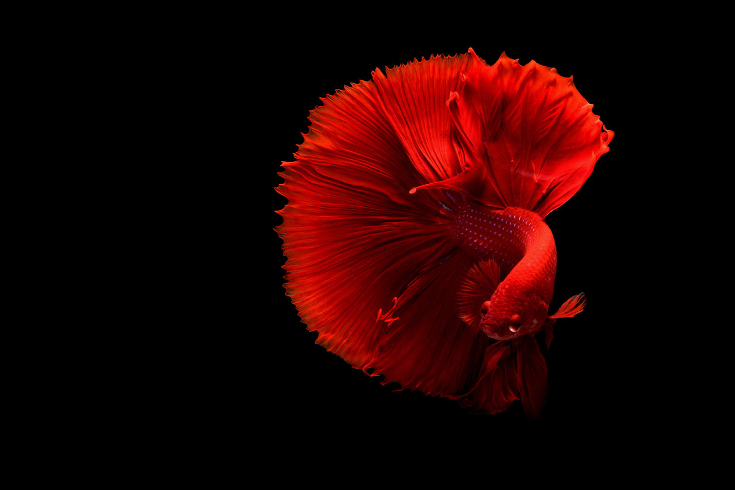 Red Flower Tropical Fish Aquarium Canvas Art Wall Picture Or Gloss Print