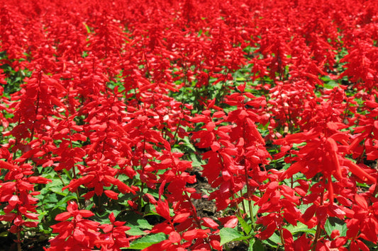 Red Flowers Field Canvas Art Wall Picture Or Gloss Print