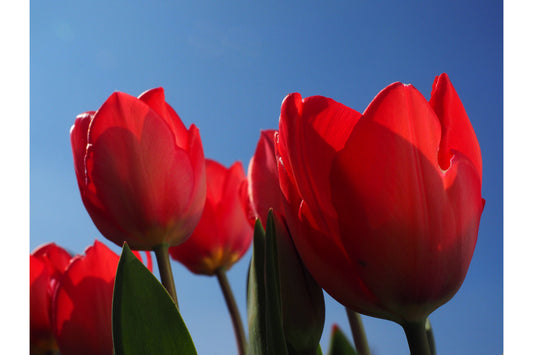 Red Flowers Tulips Blue Flower Canvas Art Wall Picture Or Gloss Print