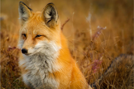 Red Fox Animal Wildlife Canvas Art Wall Picture Or Gloss Print