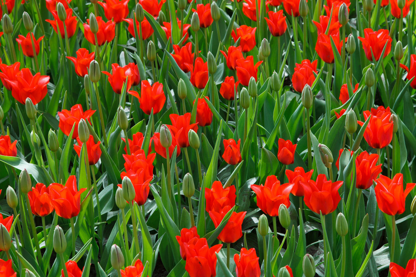 Red Green Tulip Flowers Flower Bloom Canvas Art Wall Picture Or Gloss Print