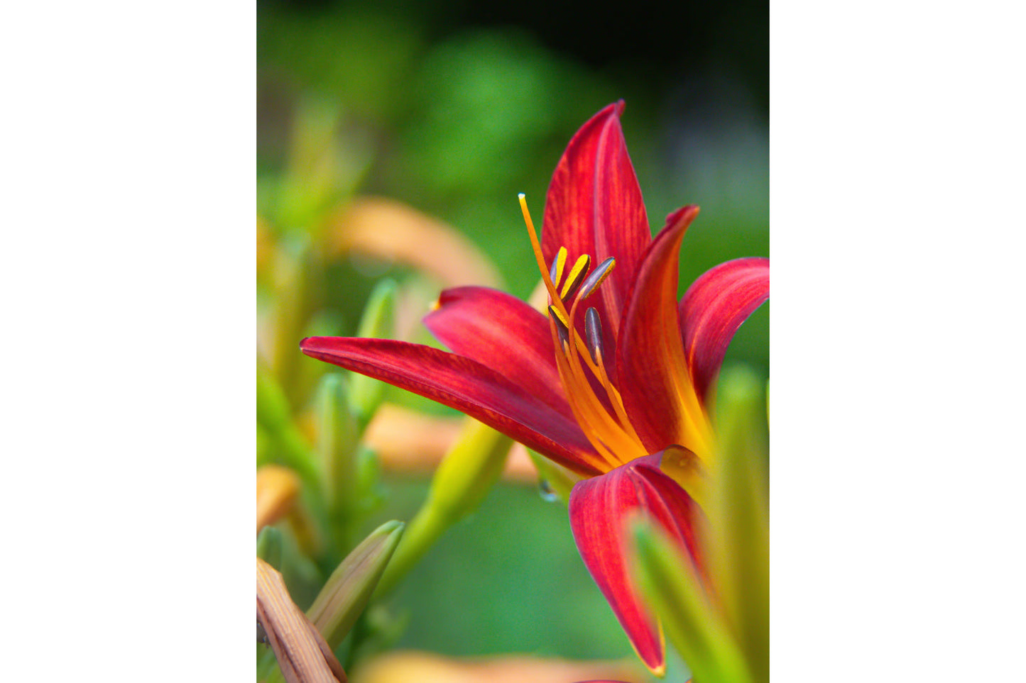 Red Lilly Flower Flowers Bloom Floral Canvas Art Wall Picture Or Gloss Print