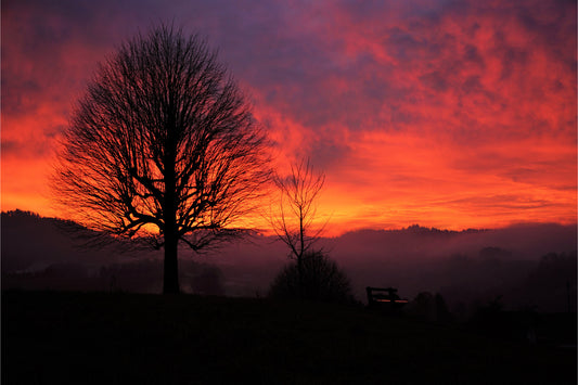 Red Orange Sunset Tree Landscape Canvas Art Wall Picture Or Gloss Print