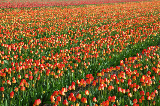 Red Orange Tulip Field Flowers Flower Canvas Art Wall Picture Or Gloss Print