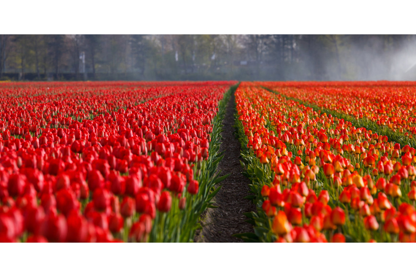 Red Orange Tulip Flower Field Landscape Canvas Art Wall Picture Or Gloss Print