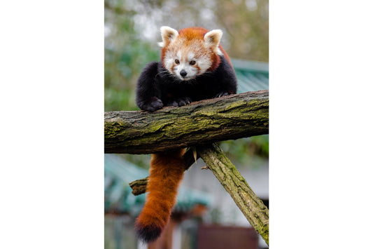 Red Panda Wildlife Animal Canvas Art Wall Picture Or Gloss Print