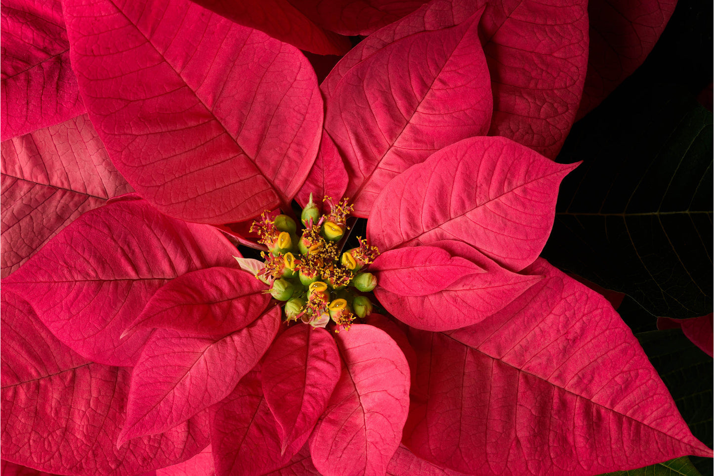 Red Poinsettia Leaves Flower Plant Flowers Canvas Art Wall Picture Or Gloss Print