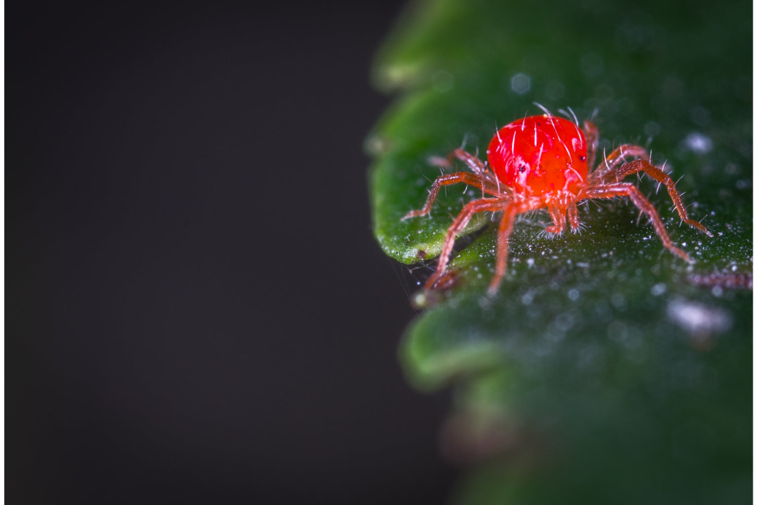 Red Spider Insect Wildlife Canvas Art Wall Picture Or Gloss Print