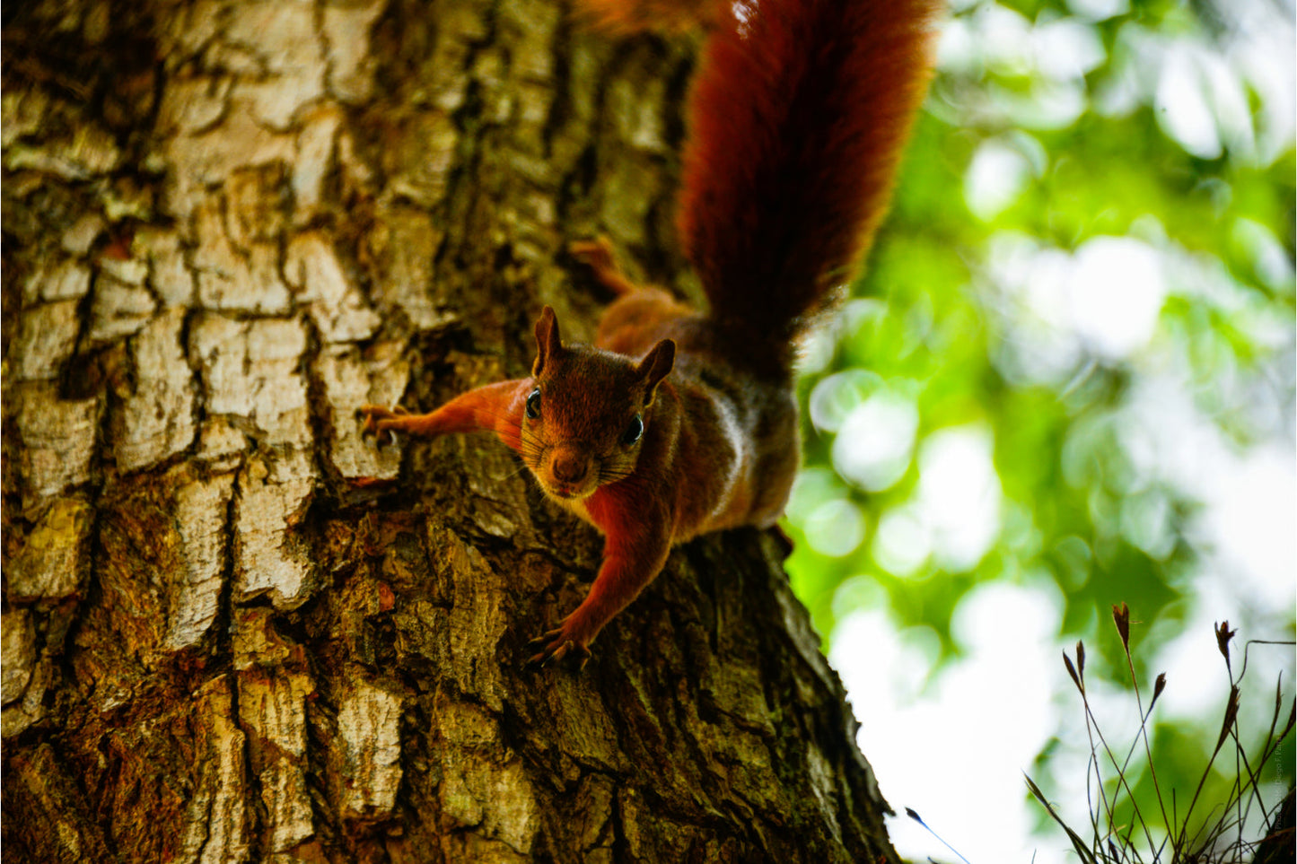 Red Squirel In Tree Wildlife Animal Canvas Art Wall Picture Or Gloss Print