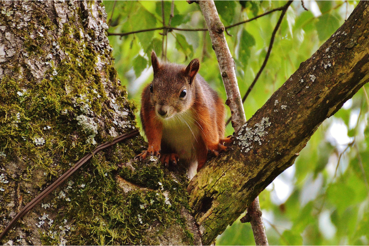 Red Squirrel Animal Tree Wildlife Canvas Art Wall Picture Or Gloss Print