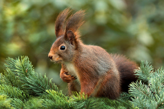 Red Squirrel Tree Wildlife Animal Canvas Art Wall Picture Or Gloss Print