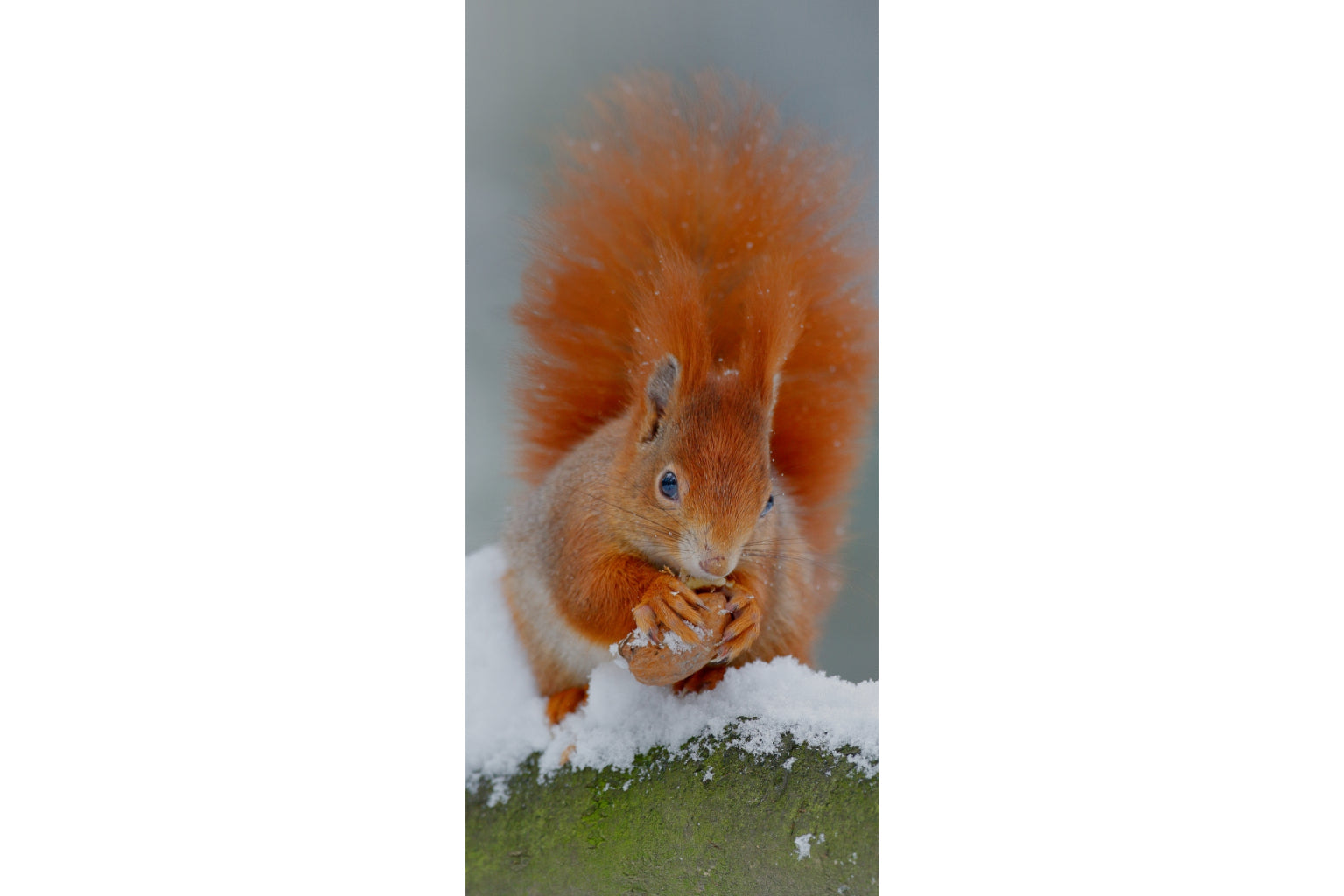 Red Squirrel Wildlife Animal Canvas Art Wall Picture Or Gloss Print