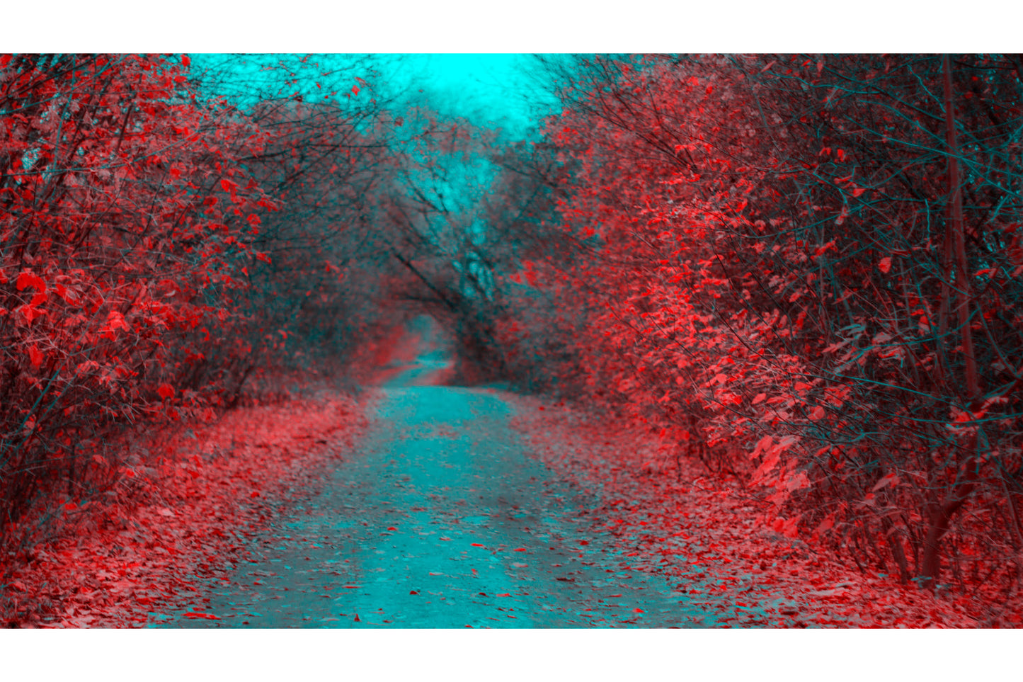 Red Teal Blue Trees Forest Woods Canvas Art Wall Picture Or Gloss Print