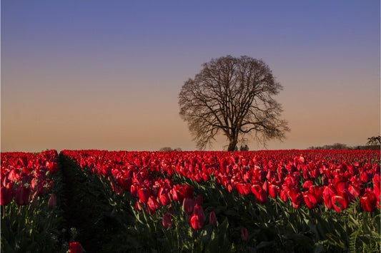 Red Tulip Flower Blue Sky Tree Flowers Canvas Art Wall Picture Or Gloss Print