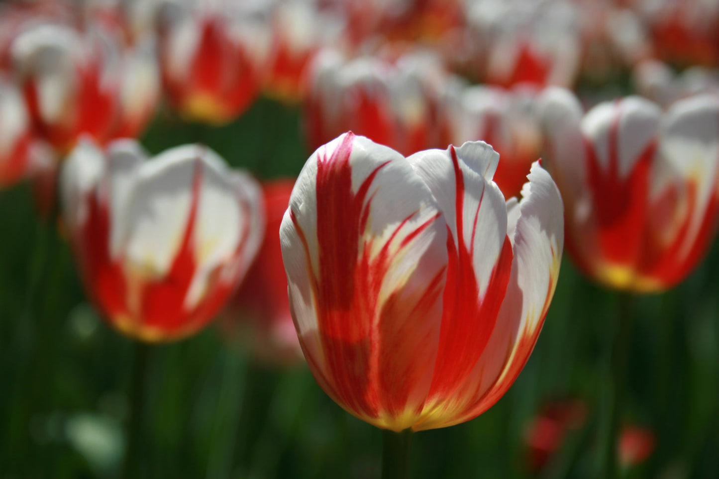 Red White Tulips Flower Flowers Bloom Canvas Art Wall Picture Or Gloss Print