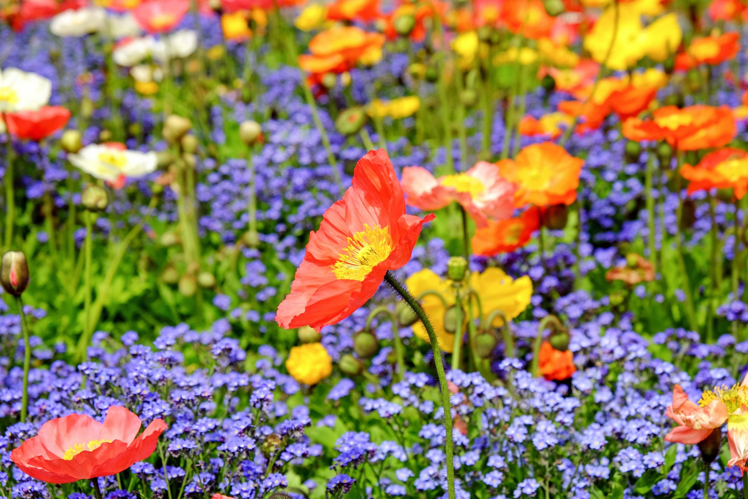 Red Yellow Oange Wild Flowers Canvas Art Wall Picture Or Gloss Print