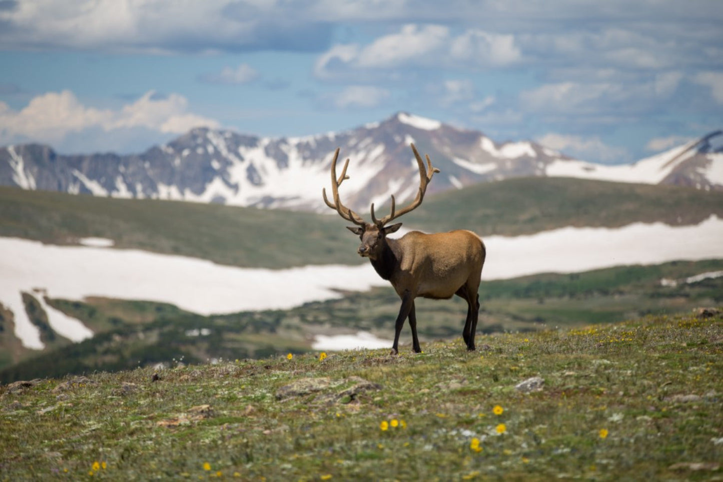 Reindeer Snow Winter Mountain Animal Canvas Art Wall Picture Or Gloss Print