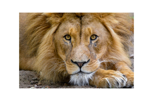 Resting Lion Animal Big Cat Canvas Art Wall Picture Or Gloss Print