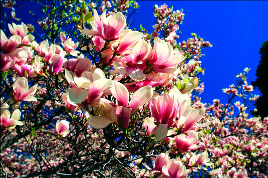 Rich Pink Blossom Flower Flowers Canvas Art Wall Picture Or Gloss Print