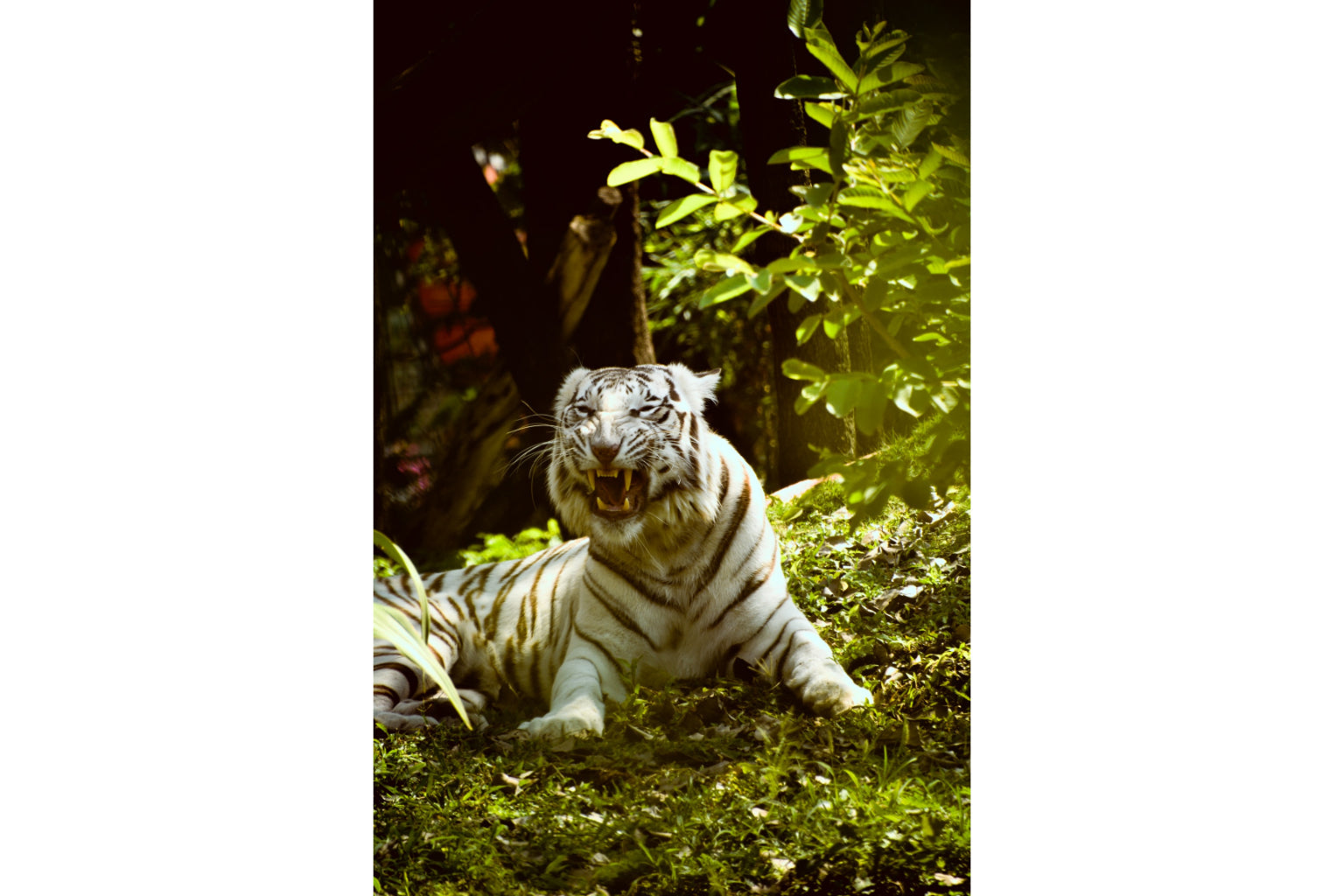 Roaring White Tiger Animal Wildlife Canvas Art Wall Picture Or Gloss Print