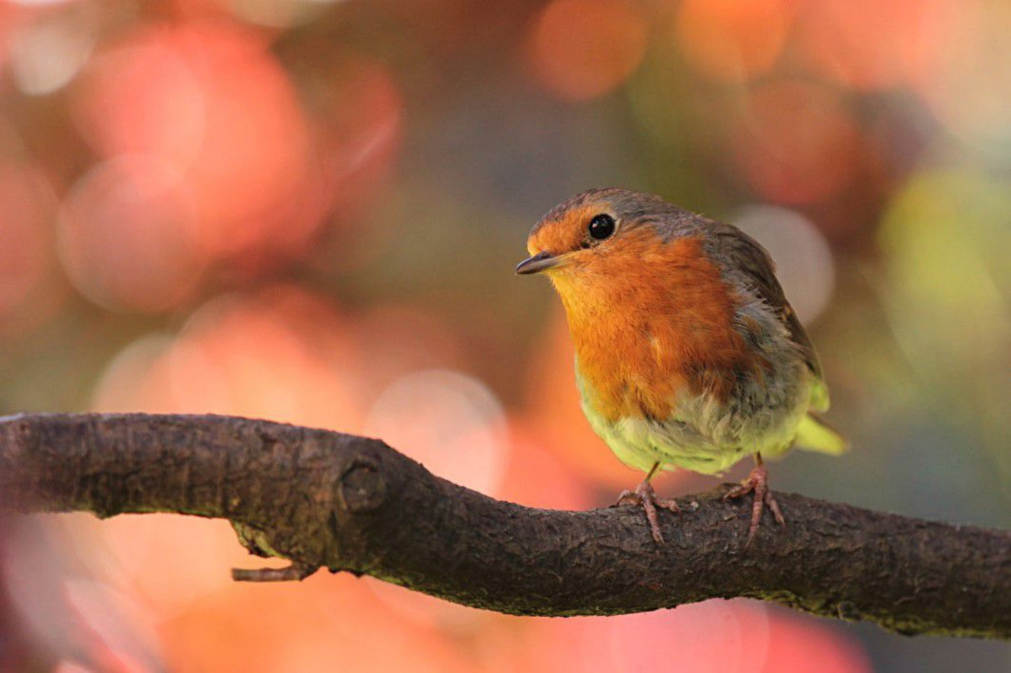 Robin Bird Animal On Tree Branch Wildlife Canvas Art Wall Picture Or Gloss Print